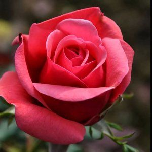 Meet your Posher, Jenifer